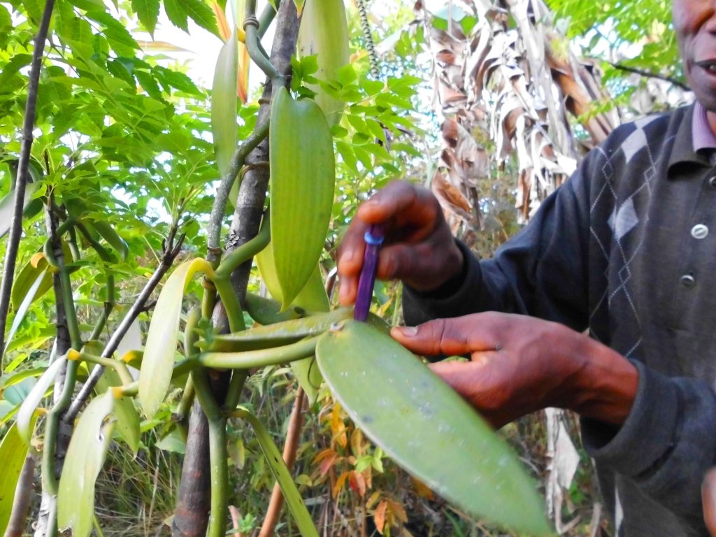 Arôme naturel de vanille, extrait de vanille, arôme vanille, saveur vanille… Comment différencier les appellations pour consommer responsable ? 2 CIMG1500 compressor