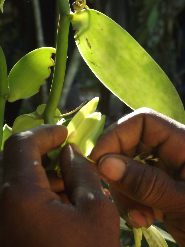 Histoire de la vanille